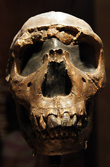 Image showing Human skull