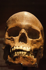 Image showing Skull