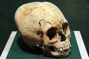 Image showing Skull