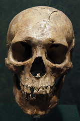 Image showing Skull