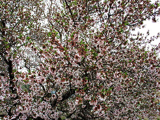 Image showing Blossoming almond tree