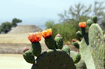 Image showing Flowers on the cactus and ruins