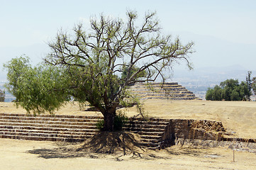 Image showing Piramid and tree on the square