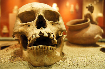 Image showing Skull
