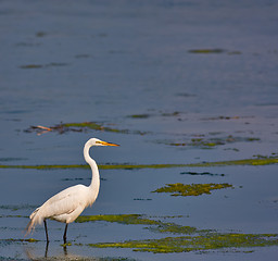 Image showing Great White Egret