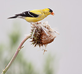 Image showing American Goldfinch