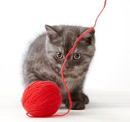 Image showing kitten and thread ball