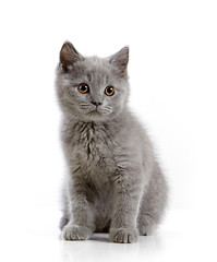 Image showing british short hair kitten