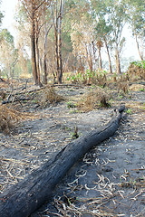 Image showing charred trunks of trees after fire 