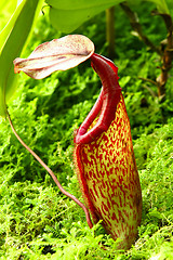 Image showing Nepenthe tropical carnivore plant 