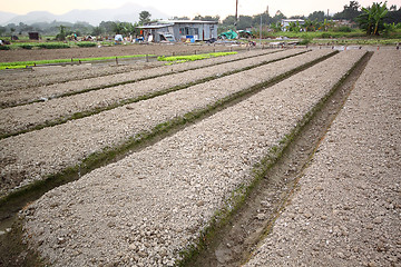 Image showing Cultivated land