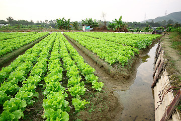 Image showing Cultivated land
