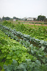 Image showing Cultivated land in a rural 