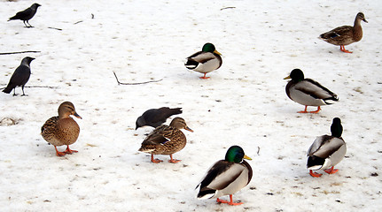 Image showing Ducks in winter #2