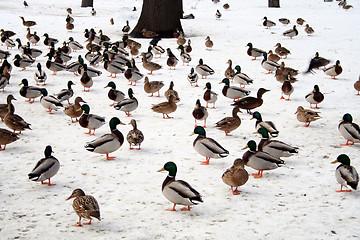 Image showing Ducks in winter #1