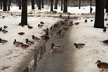 Image showing Ducks in winter #3