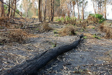 Image showing charred trunks of trees after fire 