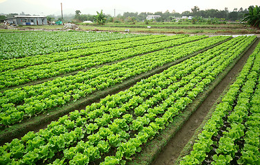 Image showing Cultivated land