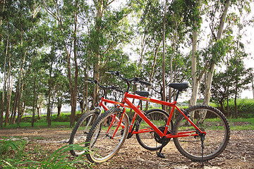 Image showing bike in forest