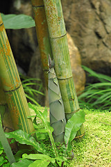 Image showing Shoot of Bamboo in the rain forest 