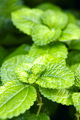 Image showing fresh green leaves