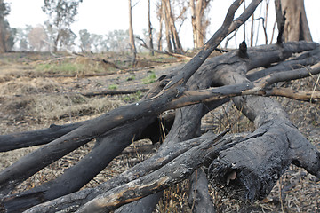 Image showing charred trunks of trees after fire 