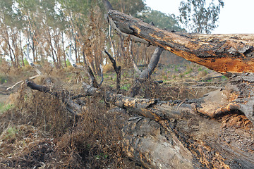 Image showing charred trunks of trees after fire 