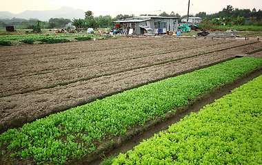 Image showing Cultivated land