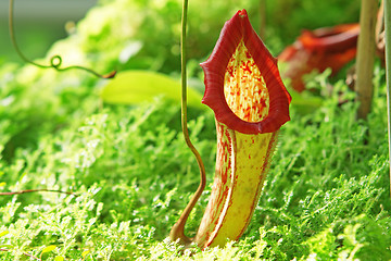 Image showing Nepenthe tropical carnivore plant 