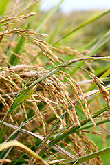 Image showing Golden rice