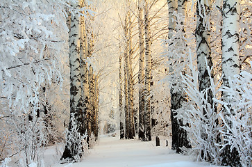 Image showing winter birch woods in morning light