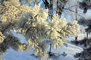 Image showing Frozen twigs of pine