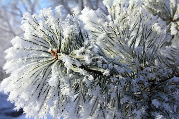 Image showing Frozen twigs of pine macro