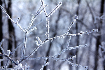 Image showing ice tree branches