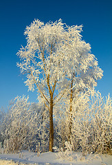 Image showing beautiful ice winter tree