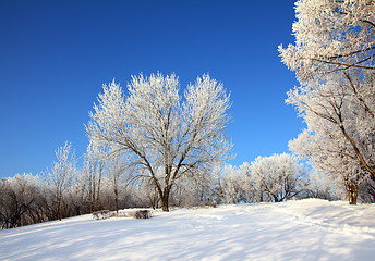 Image showing snow winter park under blue sky