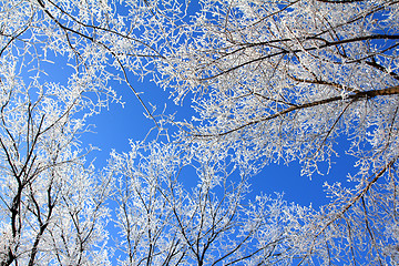 Image showing Frozen tree branches under blue sky