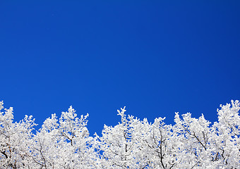 Image showing ice winter tree branches under sky