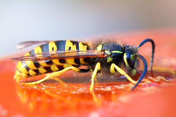 Image showing wasp eating honey