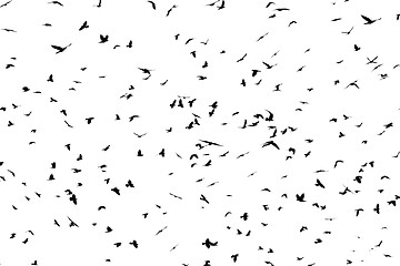 Image showing large flock of crows