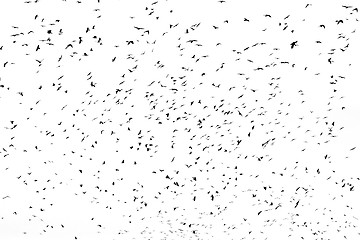 Image showing large flock of crows