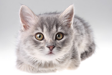 Image showing Grey kitten portrait