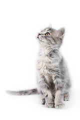 Image showing Grey kitten