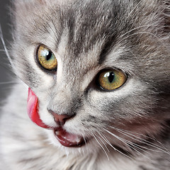 Image showing Kitten licking lips