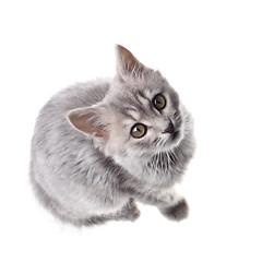 Image showing Grey kitten