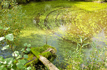 Image showing agal bloom pond forest green water broken bridge 