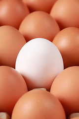 Image showing Eggs in a box