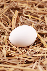 Image showing White egg in straw