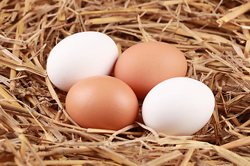 Image showing Eggs in straw