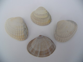 Image showing group of shells